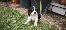 Cavalier King Charles criado em ambiente familiar disponível para entr