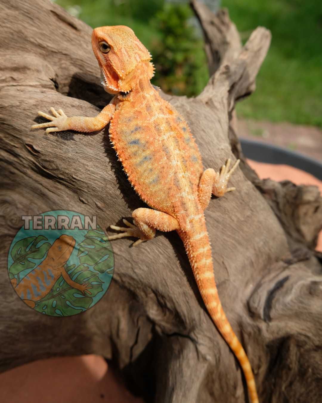 Agama Brodata - Jaszczurka dla Początkujących gekon zbożówka