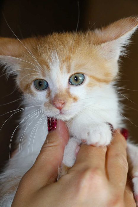 Кошеня, маленький котик, янголятко Абрикос додому!!!