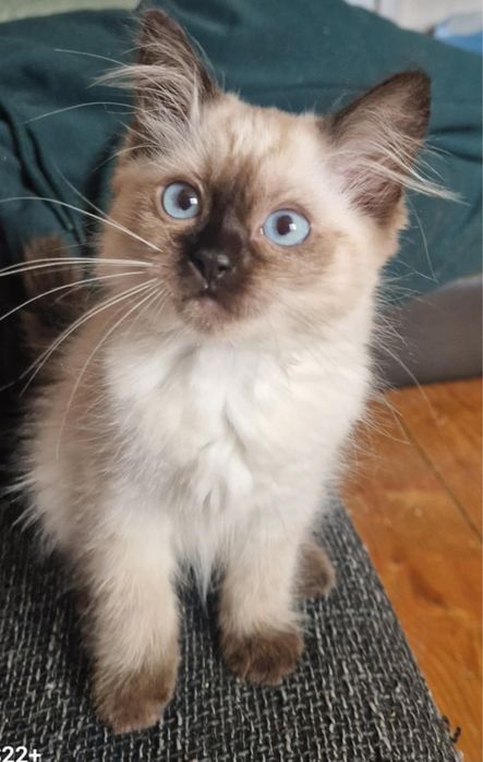 Kot brytyjski/ragdoll 3 miesiące