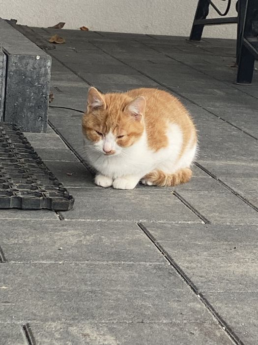 Oddam małego kotka do dobrego domu!