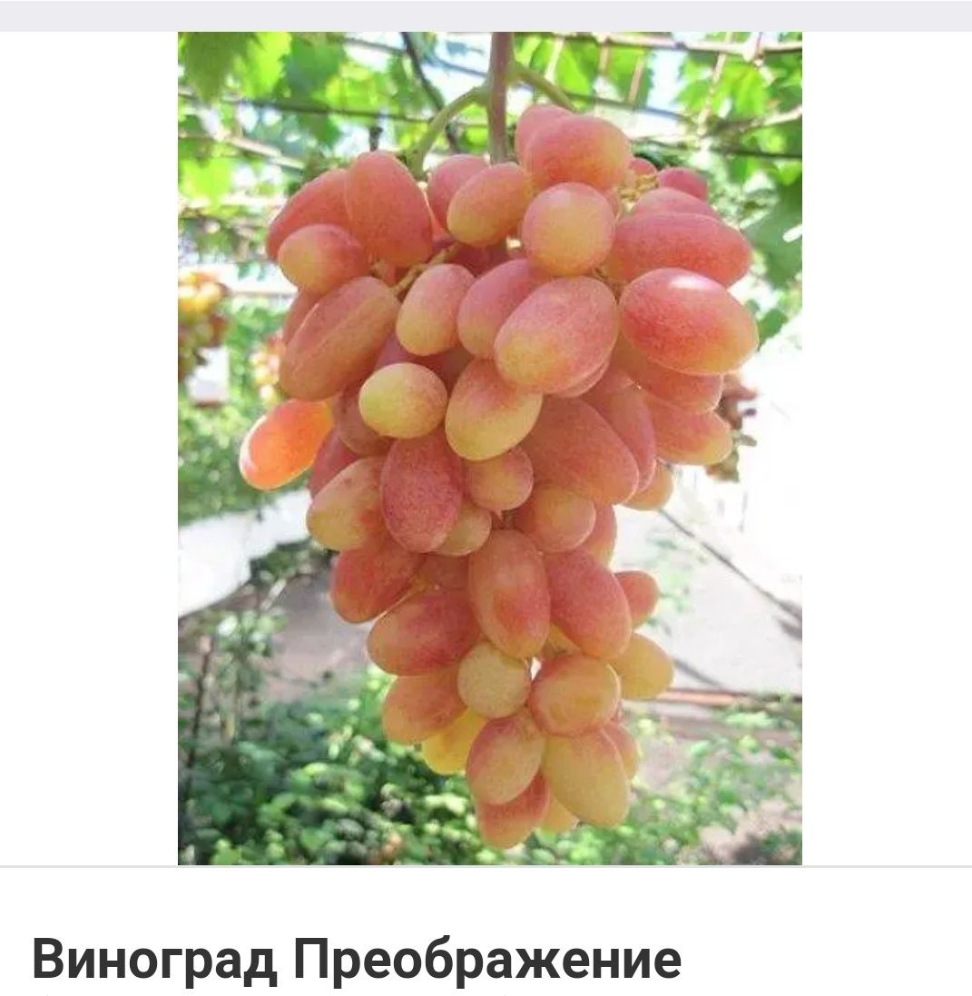 Продам садженці смачних  сортів винограду.