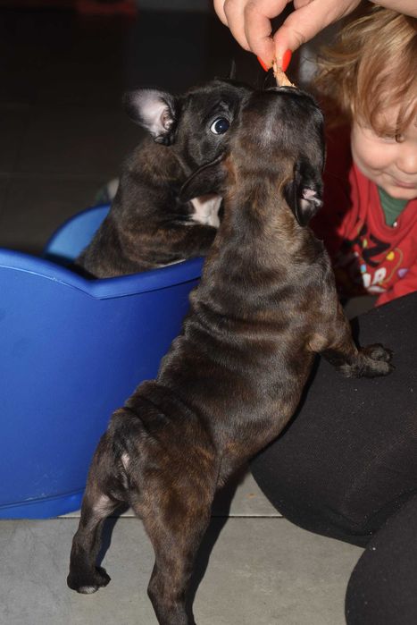 Щенки французского бульдога! Маленкие позитивчики!