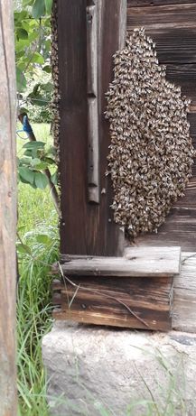Pszczoły, odkłady, rójka