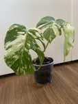 Monstera variegata borsigiana