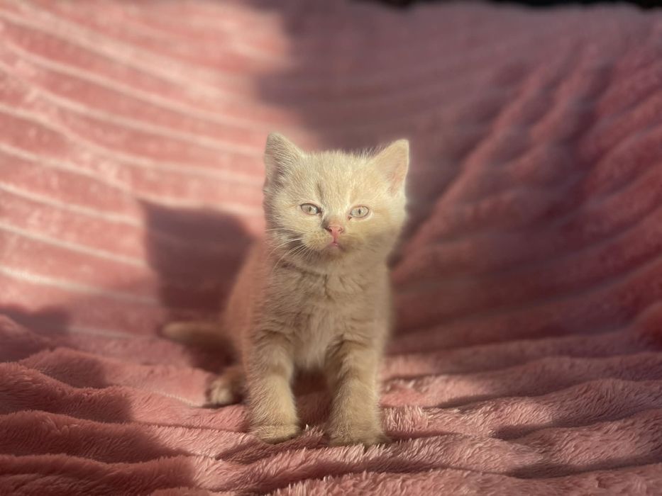 Kotki Barytyjskie OSTATNIE