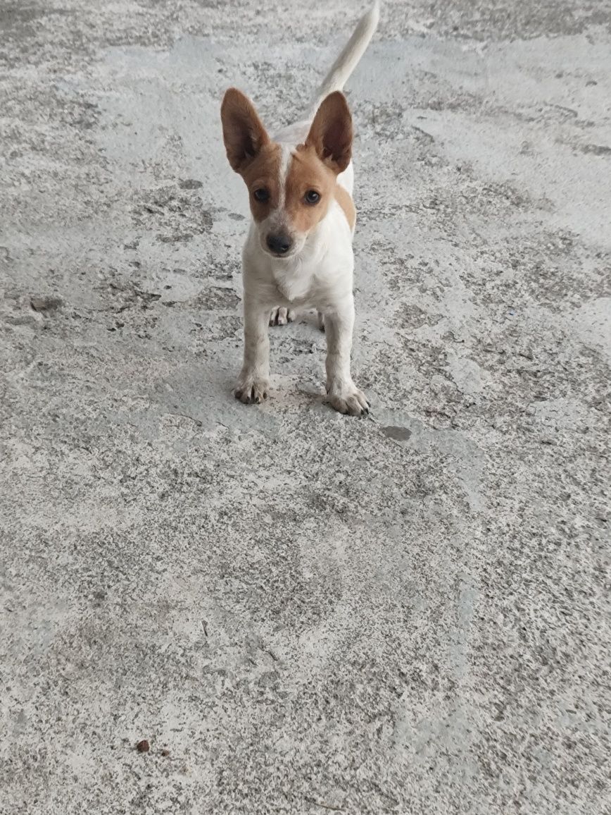 Cães pequenos para adotar
