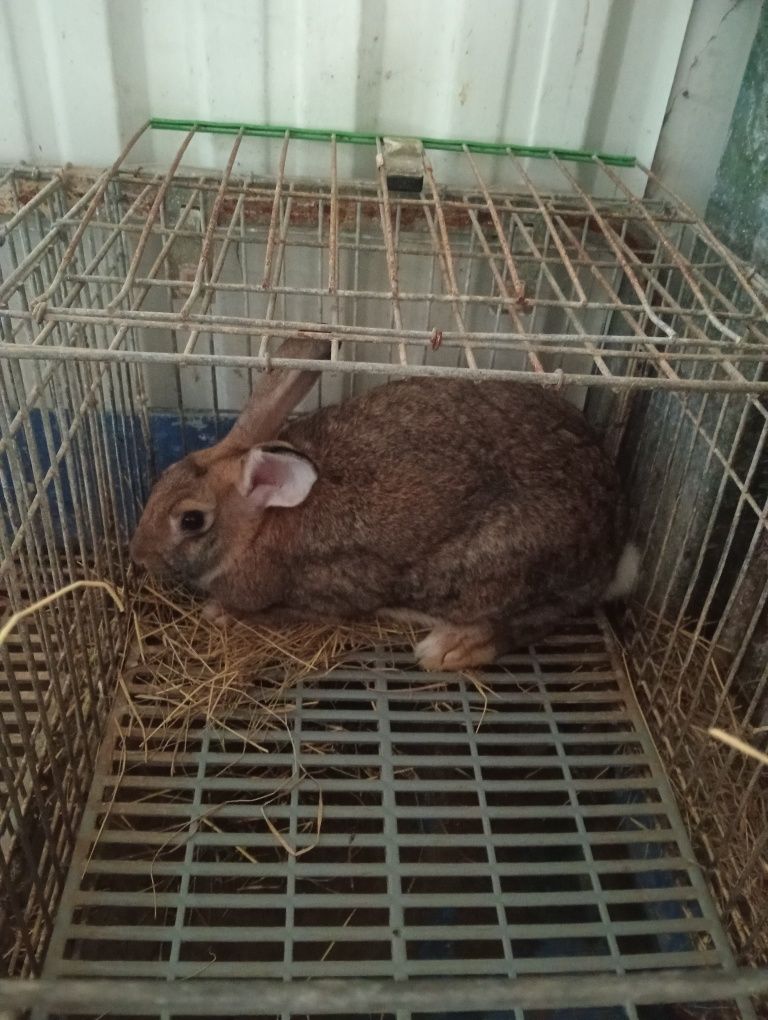 Coelhos caseiros