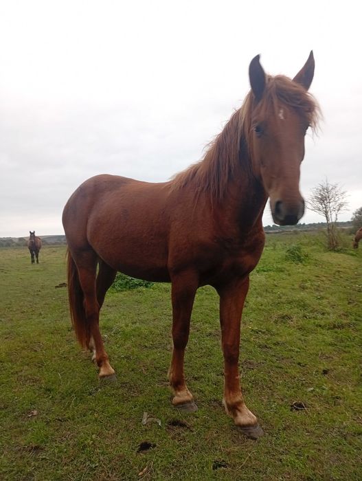 Продам молоду кобилу