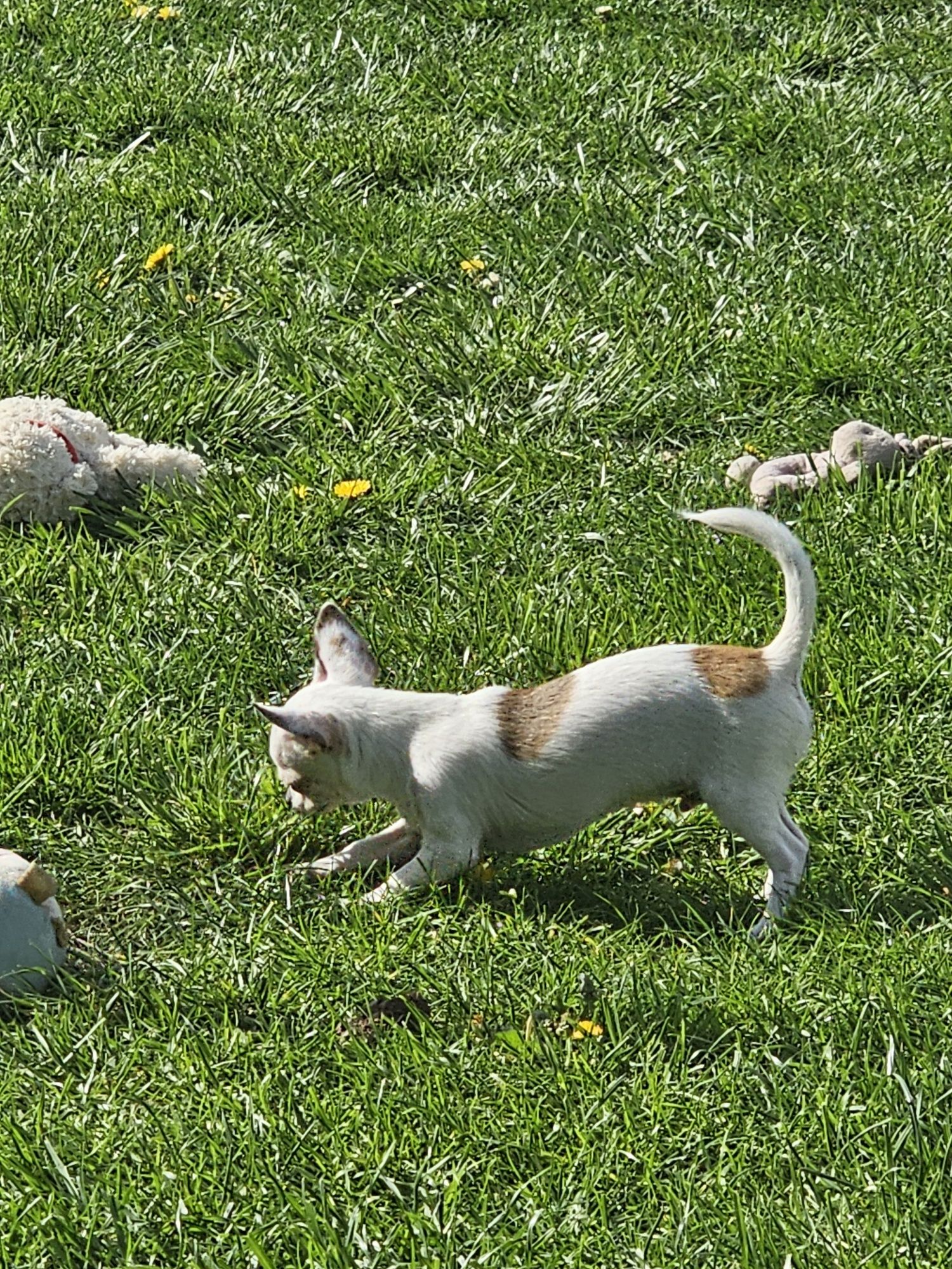 3 miesięczne chihuahua chlopcy