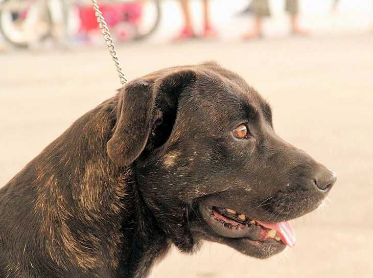 Cachorro raça cão de Fila de S. Miguel