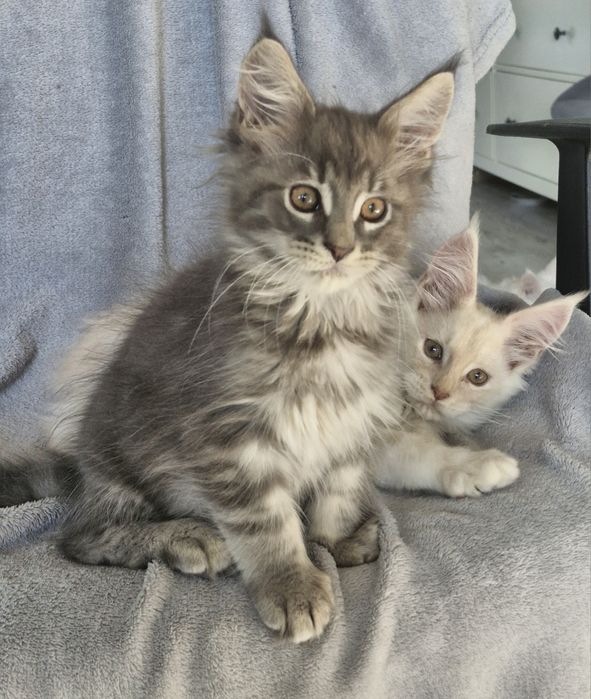 Kremowy srebrzysty kocurek  Maine Coon