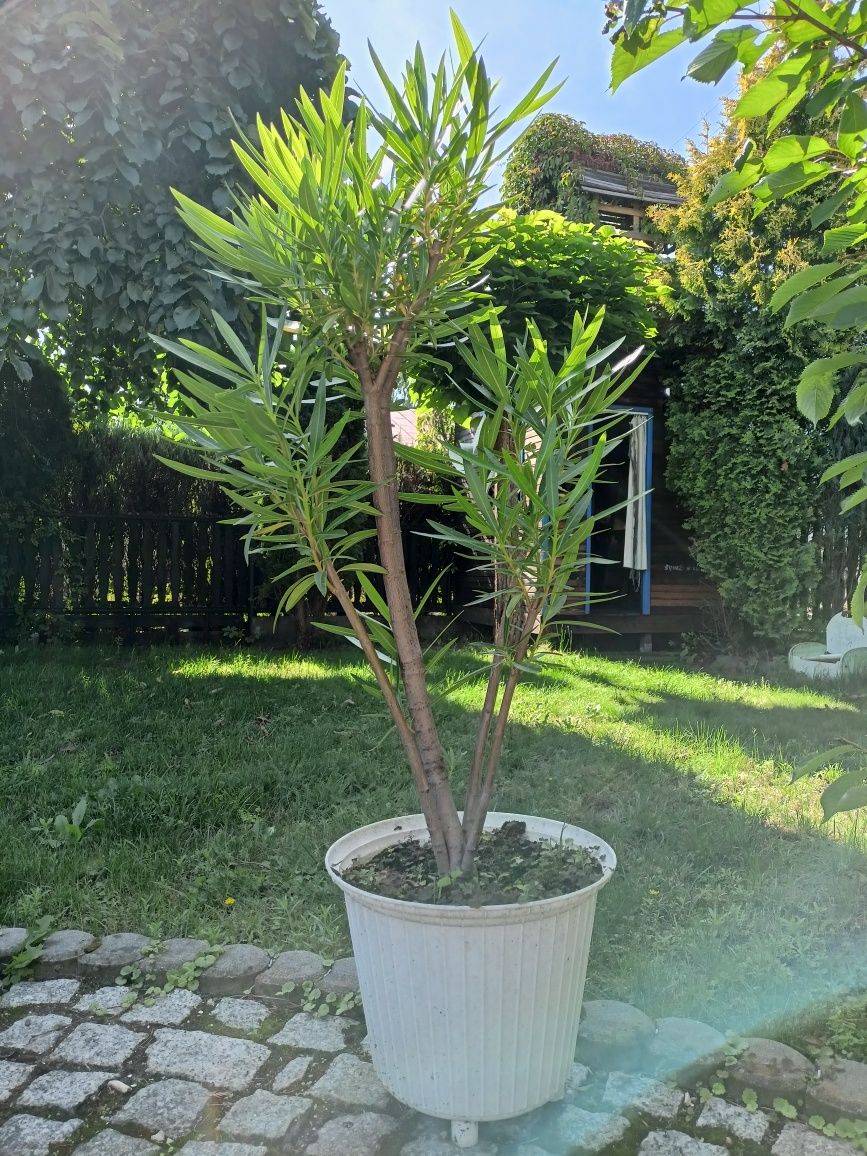 Oleander biały lub różowy