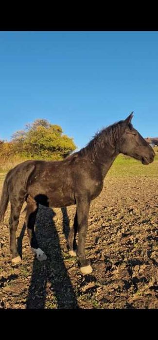 Sprzedam rocznego ogierka rasy śląskiej