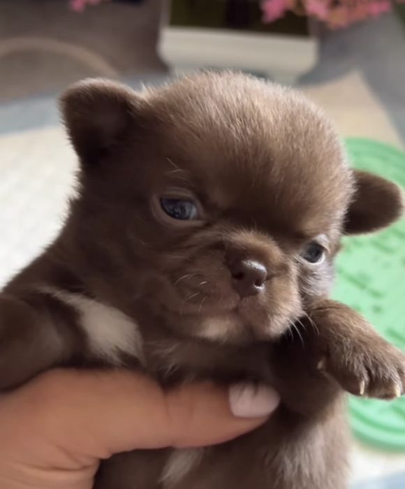 Шоколадные маоыши Чихуахуа