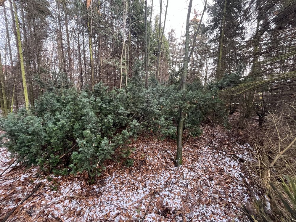 Cisy, rośliny ogrodowe, duże drzewa