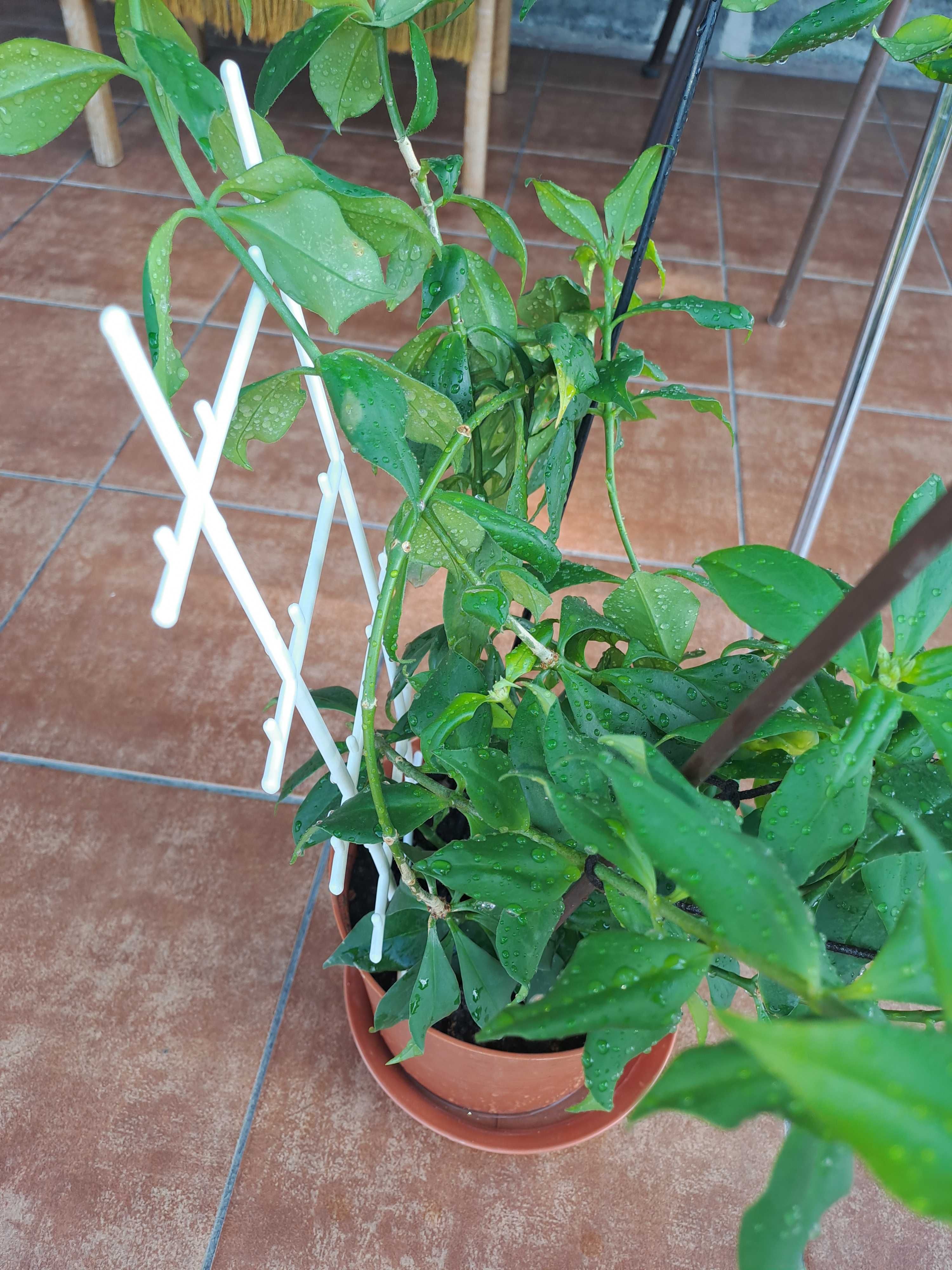 Kwiat Aeschynanthus specios