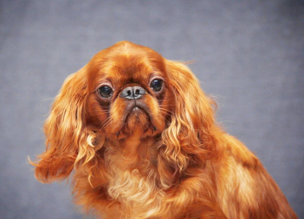 Цуценята Кінг Чарльз спаніель