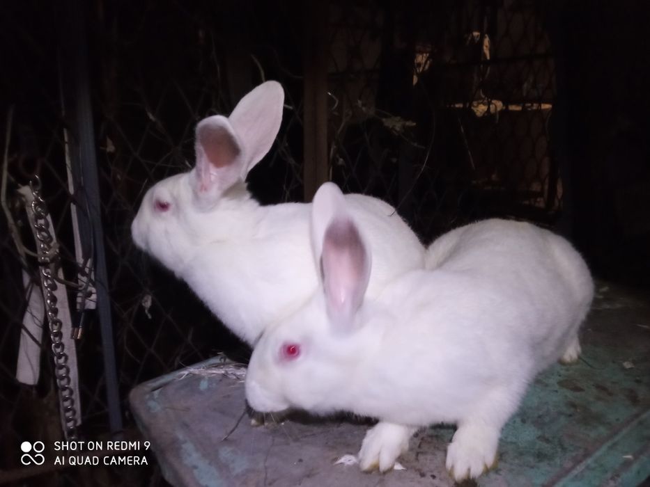 Продам кролики термонська біла