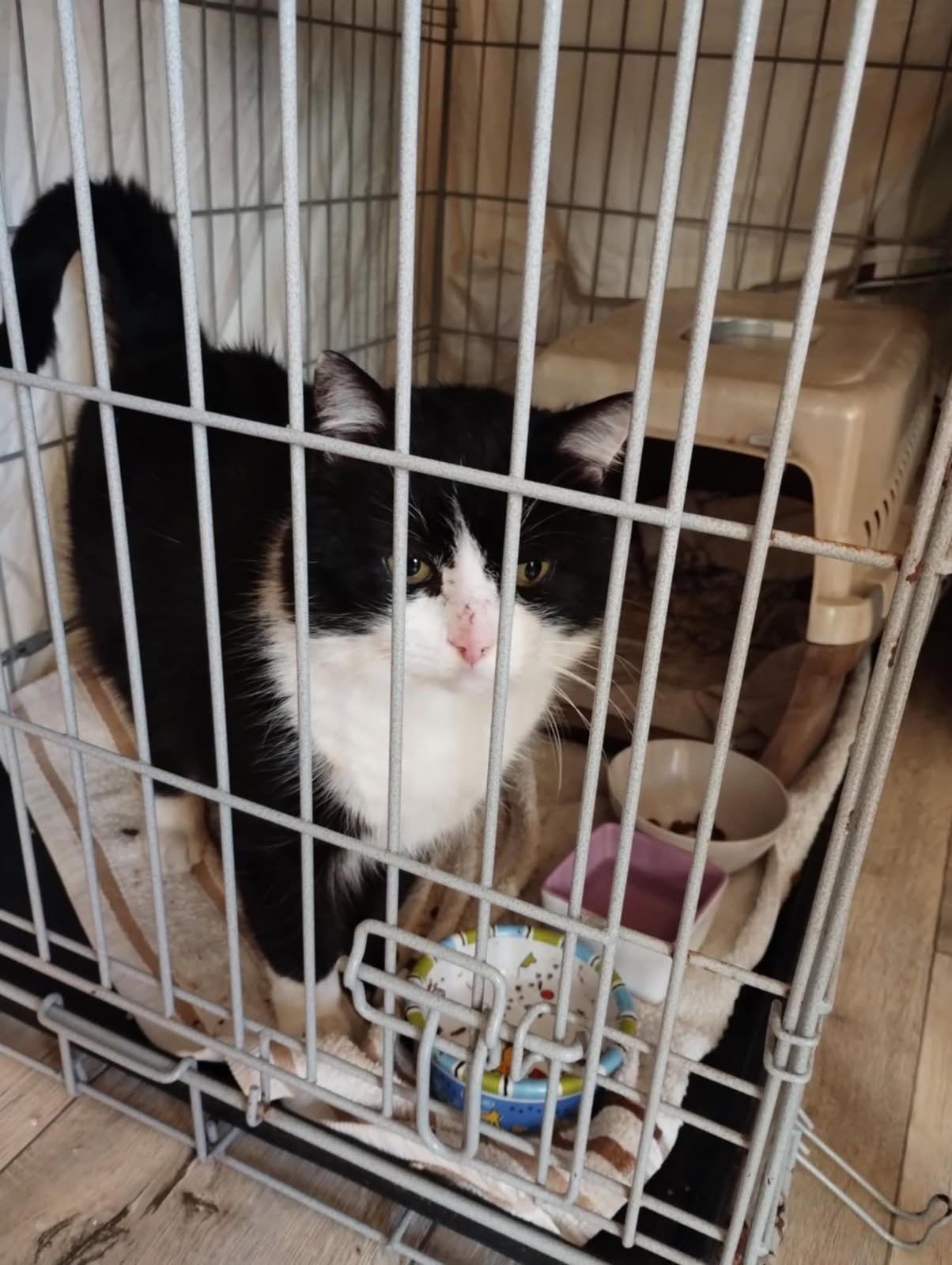 Mruczek cudowny misiak kot do adopcji