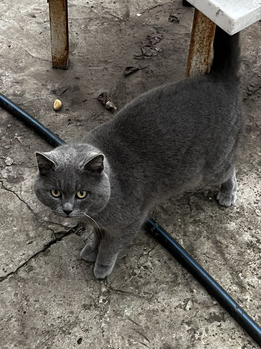 Британець Фелікс БЕЗКОШТОВНО шукає дім