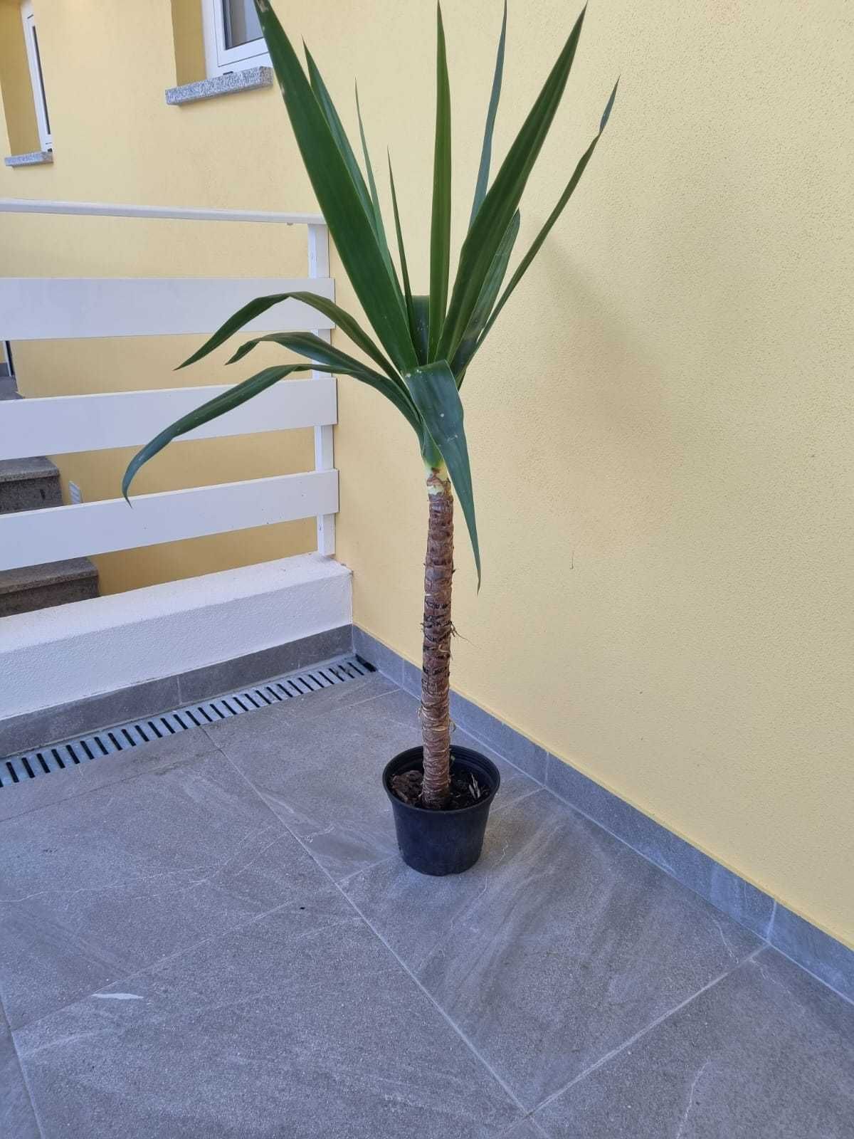 Plantas em vaso - Yuccas