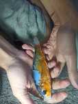 Carpa Koi linda maravilhosa
