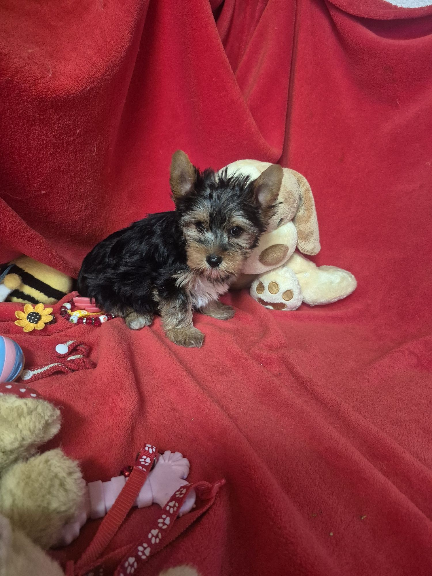 Yorkshire Terrier Macho Criadora Registada PT 3088 FL