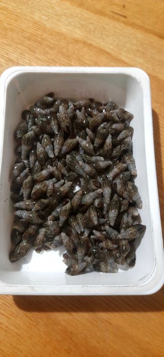 Sprzedam ślimaki świderki