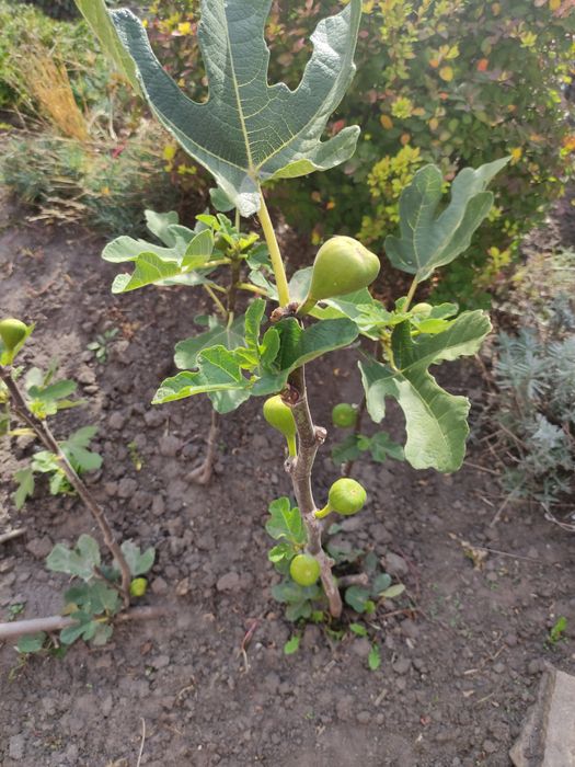 Саженцы инжира, ремонтантная малина.