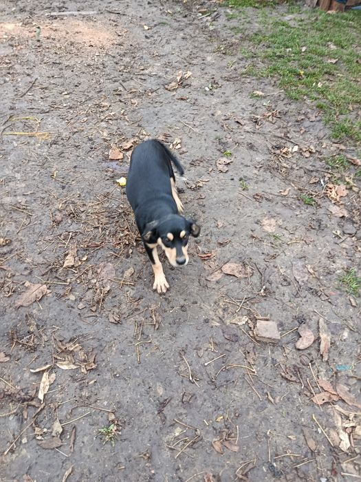 Віддам в хороші руки.