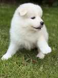 Szczeniak pies samoyed
