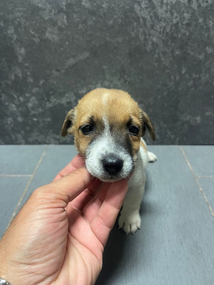 Jack Russel Terrier Macho