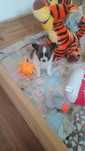 Piesek Papillon Spaniel Kontynentalny