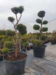 Bonsai drzewo formowane , cyprys