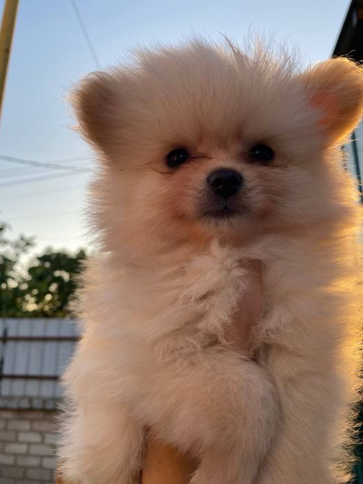 Продам щенков шпица