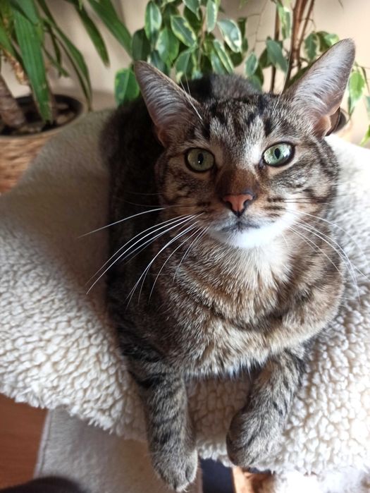 KAJTEK - delikatny, bury kocurek