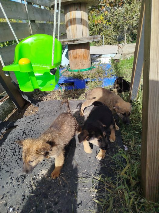 Procura-se Famílias Amorosas! Adoção Responsável de Filhotes