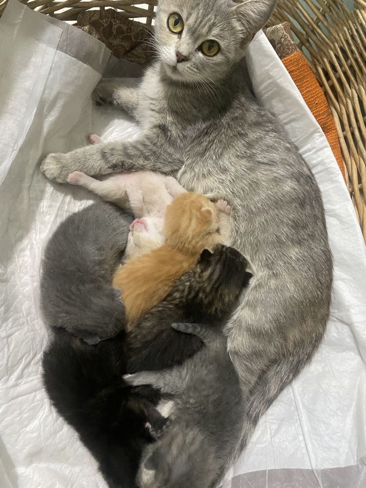 Котята бесплатно, мама британская кошка