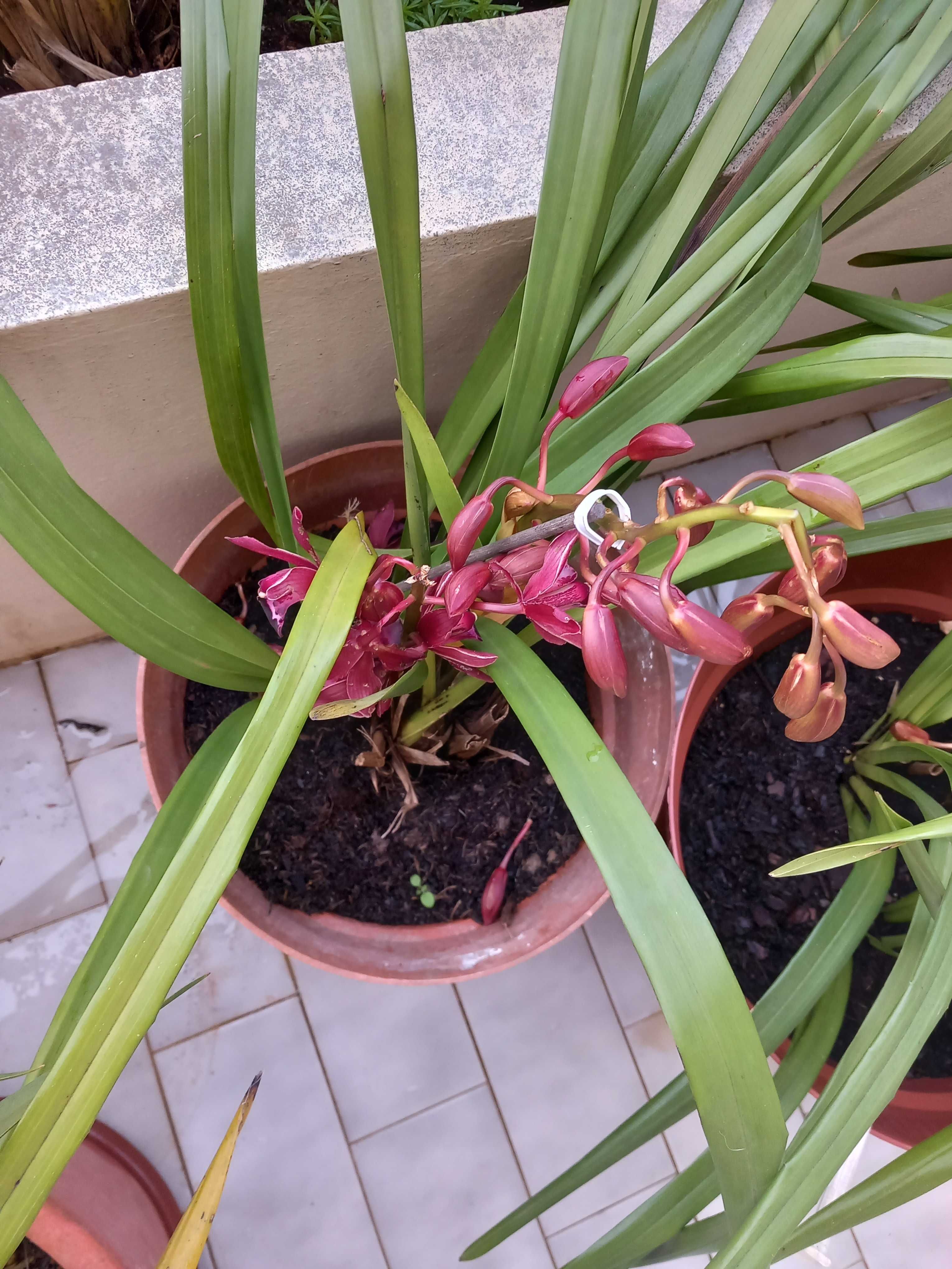 Vasos orquidea Bordeaux novos