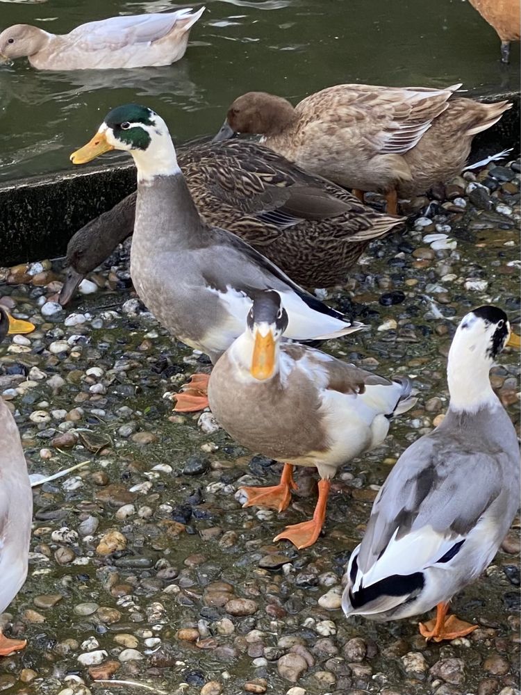 Patos ornamentais de varias raças