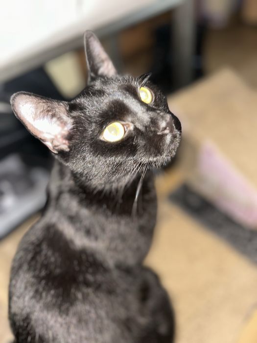 Kocurek do adopcji