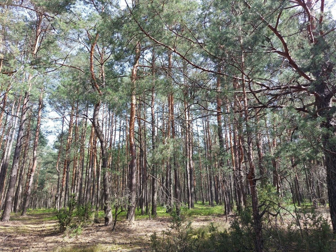 Las, działka leśna o pow 4,3ha Marysin, gm.Strachówka