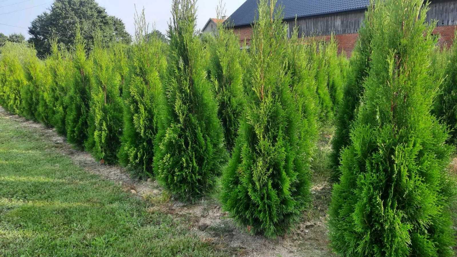 Tuja Szmaragd Thuja Smaragd gęsta 60-120 cm kopana z gruntu. Żywopłot