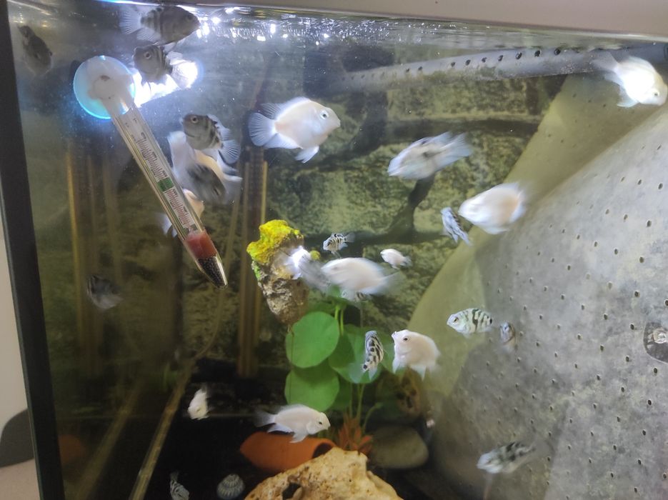 Crias de peixe papagaio blue saphira