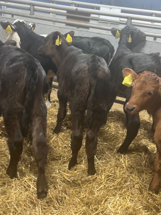 Sprzedam cielaki byki jałówki ras mięsnych oraz mieszańców