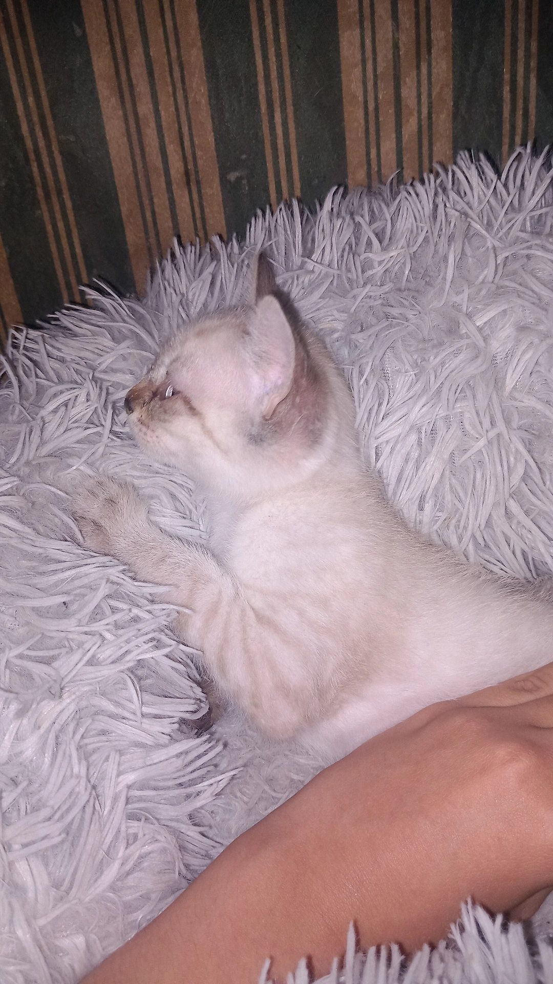 gatos para adoção