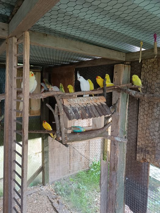 Sprzedam papugi nimfy faliste