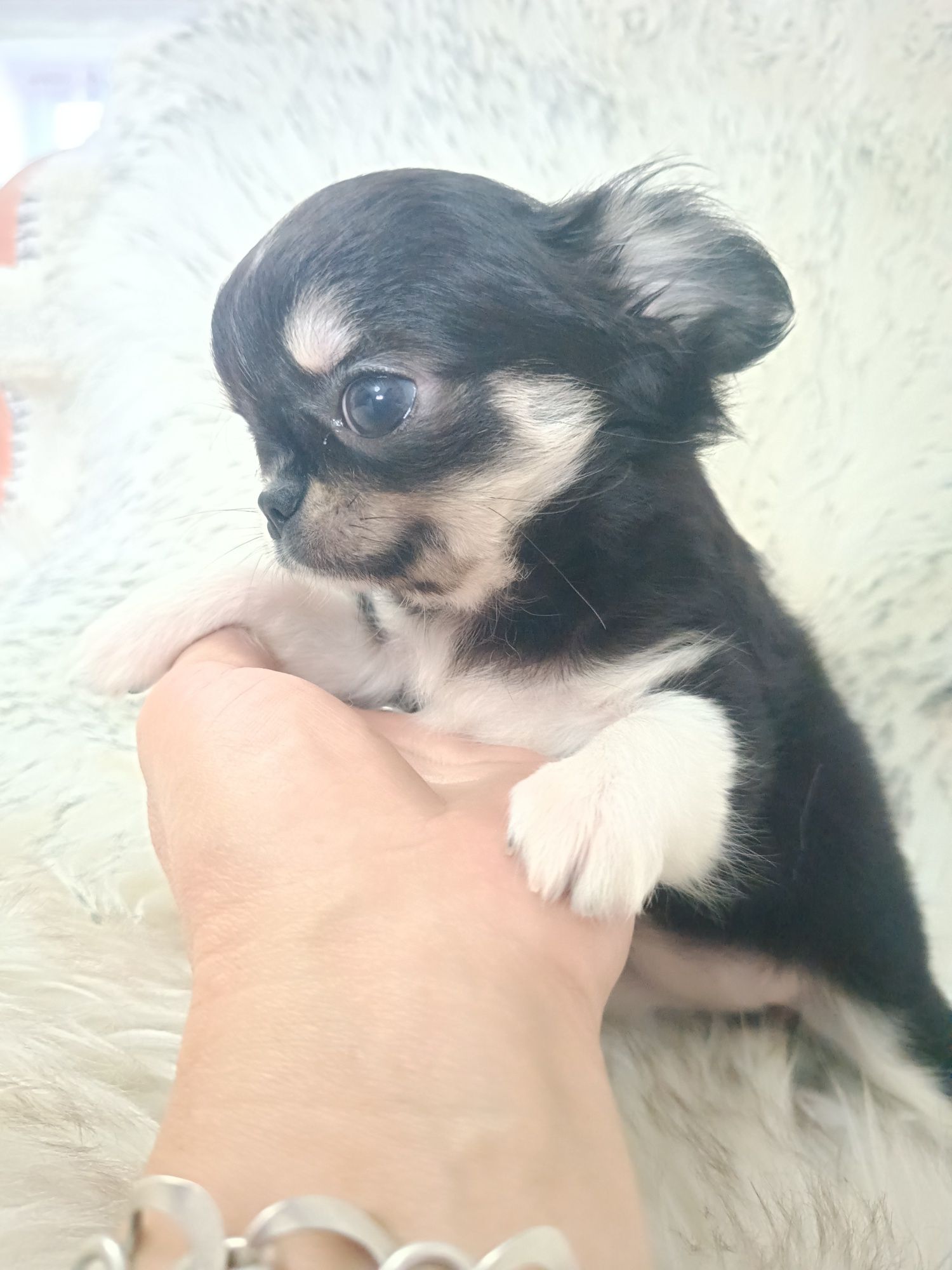 *** Cudna Mini Laleczka Chihuahua *** Gotowa do odbioru ***