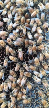 Продам бджоломатки,матки,пчеломатки F1 Бакфаст та Кордован.